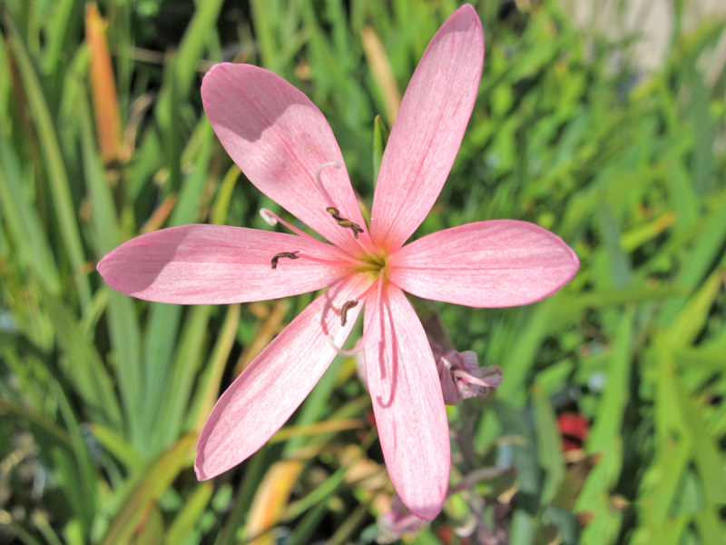 Spaltgriffel rosa